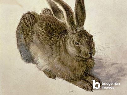 Albrecht Dürer Hare